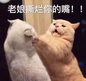娱乐吃瓜君和猫,揭秘娱乐圈的萌宠趣事