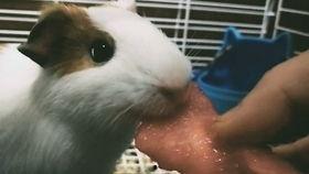 猪猪娱乐吃瓜,揭秘娱乐圈那些吃瓜背后的故事