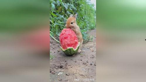 娱乐吃瓜小兔子,娱乐圈吃瓜小兔子的幕后故事