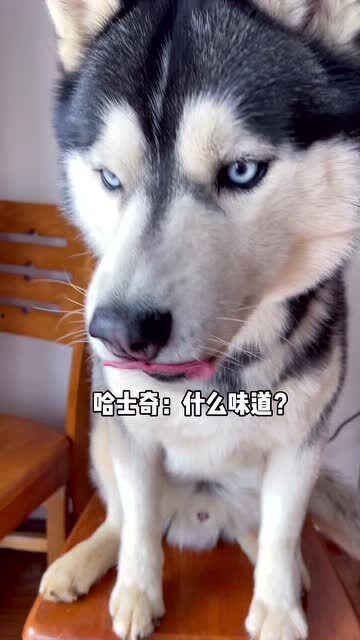 娱乐吃瓜酱哈士奇