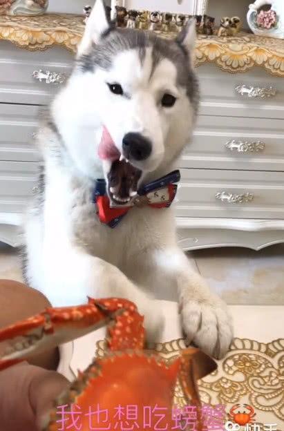 娱乐吃瓜酱哈士奇