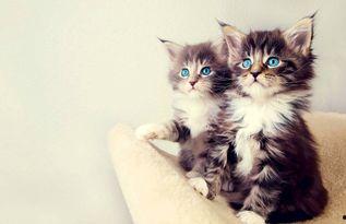 娱乐吃瓜酱营业的猫,揭秘吃瓜酱营业的猫界风云