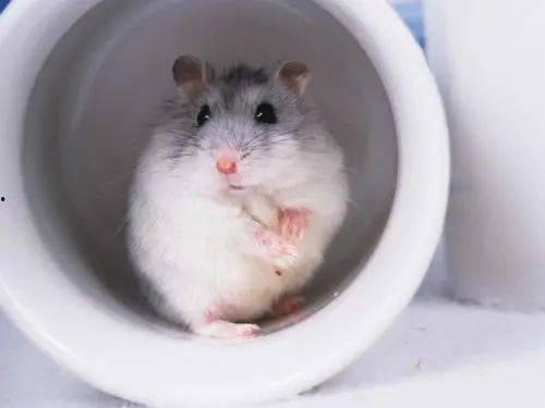 娱乐吃瓜酱仓鼠过生日,娱乐吃瓜酱仓鼠生日派对大揭秘