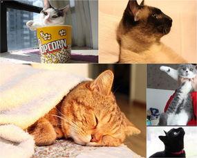 娱乐吃瓜君猫带体检